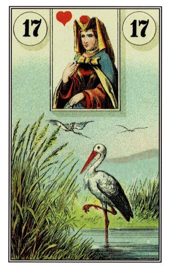 鸛 Storks